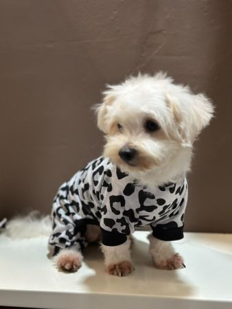 Pet Romper