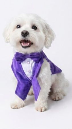 Fancy Tuxedo