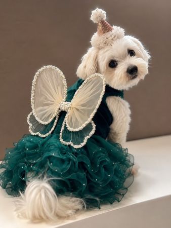 Butterfly dress